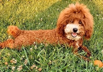 standard poodle Costa Rica - Mini